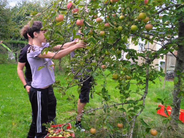 – Fête des pommes –